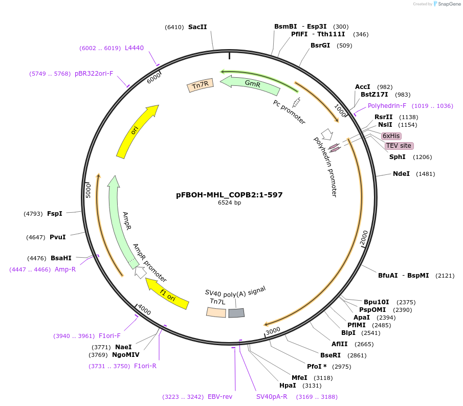 210919-plasmid-map-sequence-id-426198