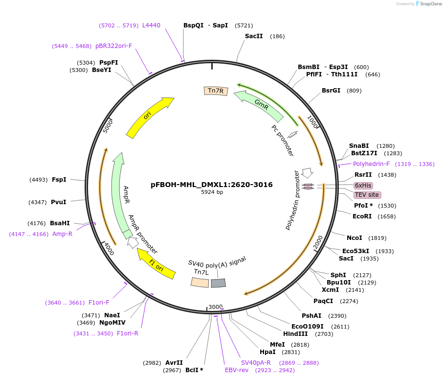 210922-plasmid-map-sequence-id-426203