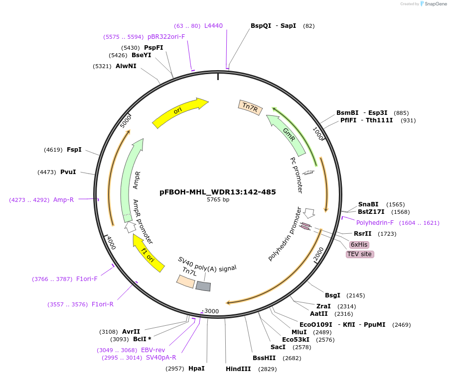 210924-plasmid-map-sequence-id-426206
