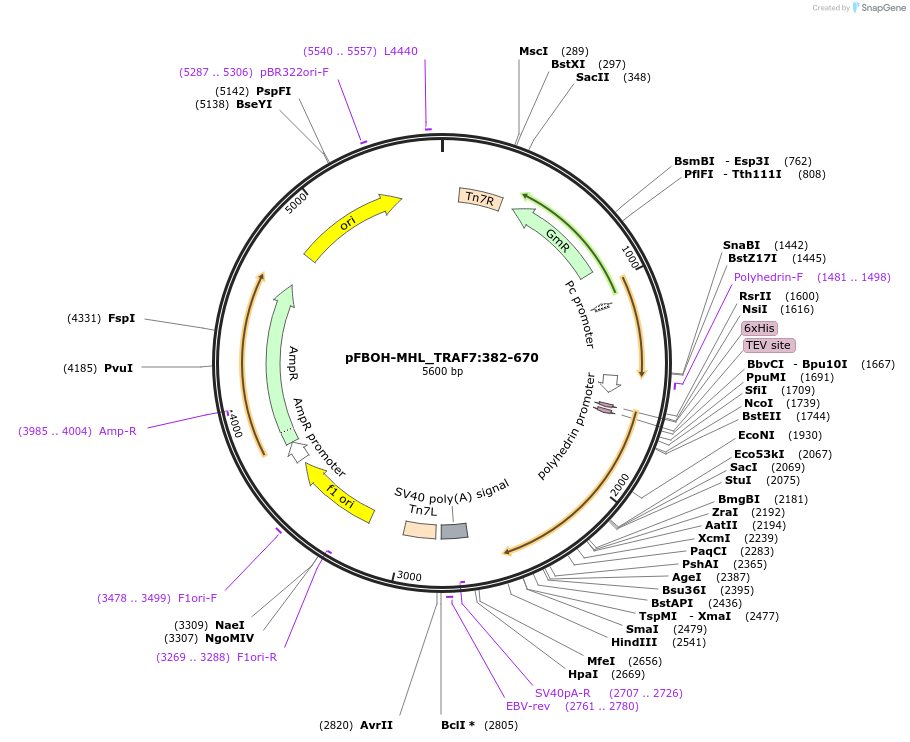 210930-plasmid-map-sequence-id-426221