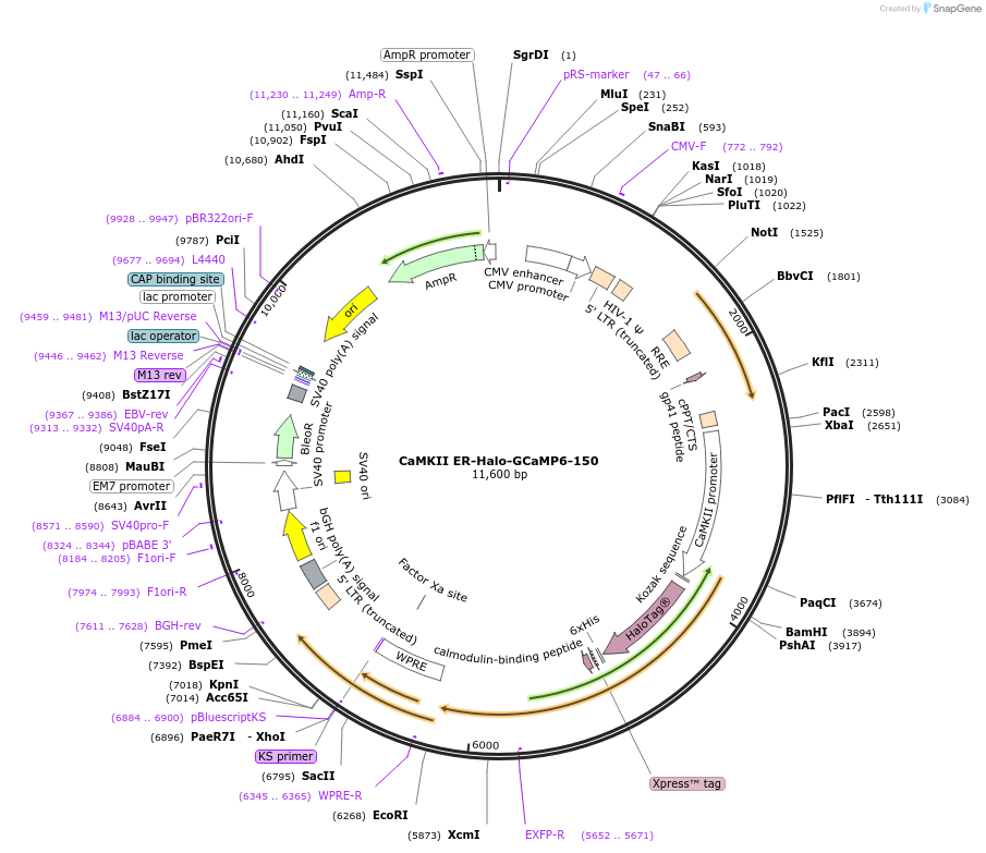 216316-plasmid-map-sequence-id-426222