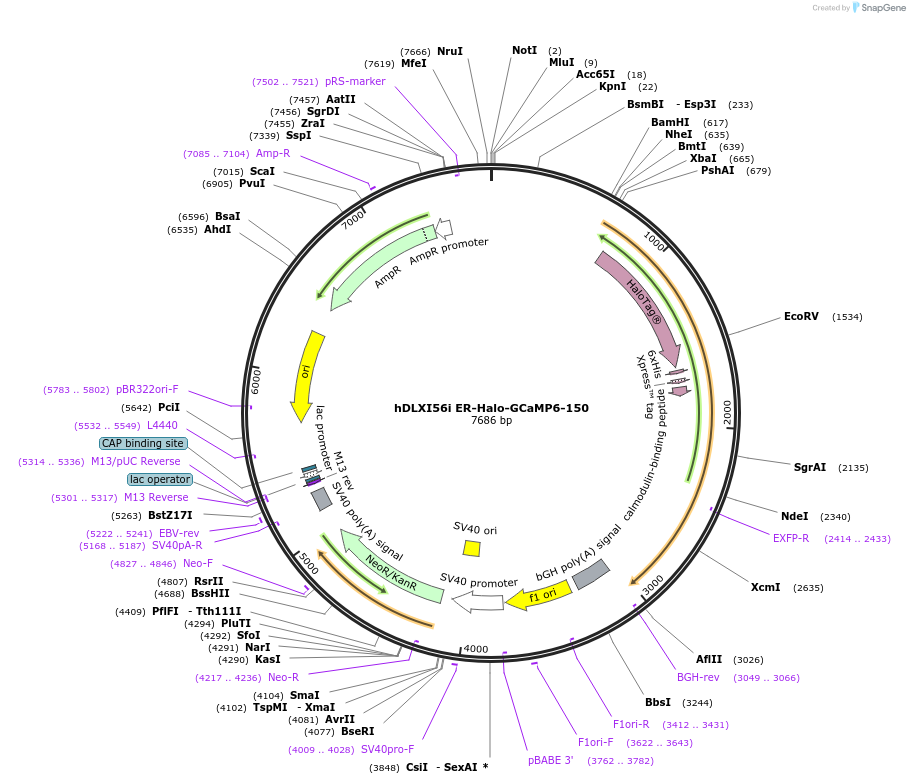 216317-plasmid-map-sequence-id-426224