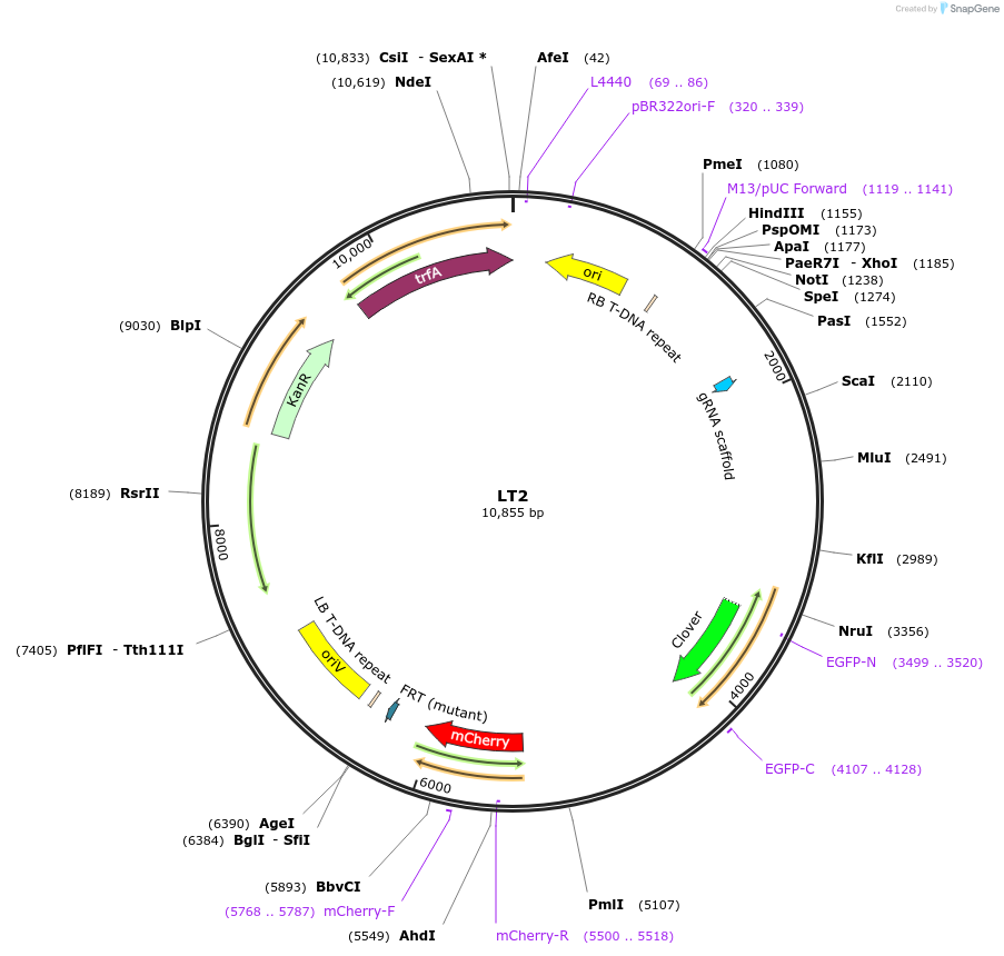 210553-plasmid-map-sequence-id-426231