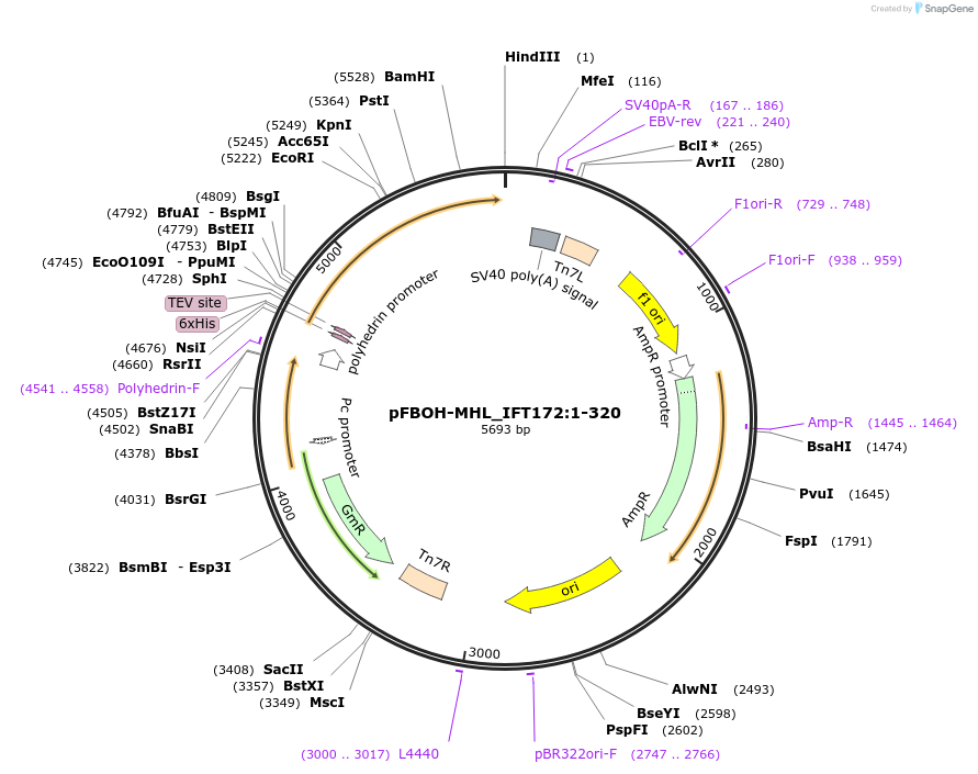 210934-plasmid-map-sequence-id-426240