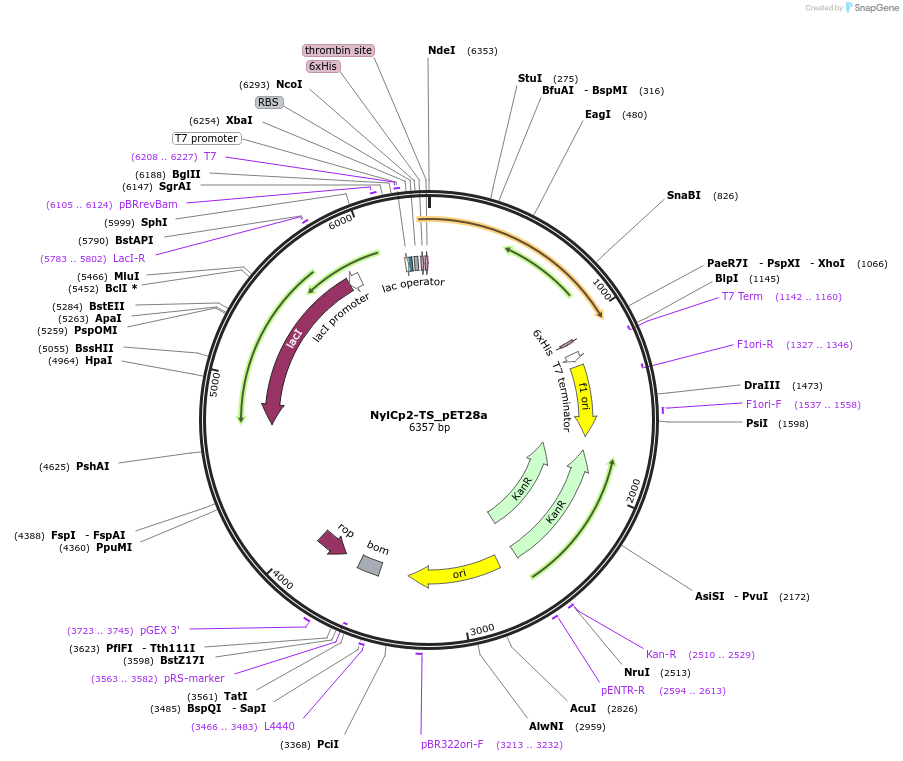 215421-plasmid-map-sequence-id-426245
