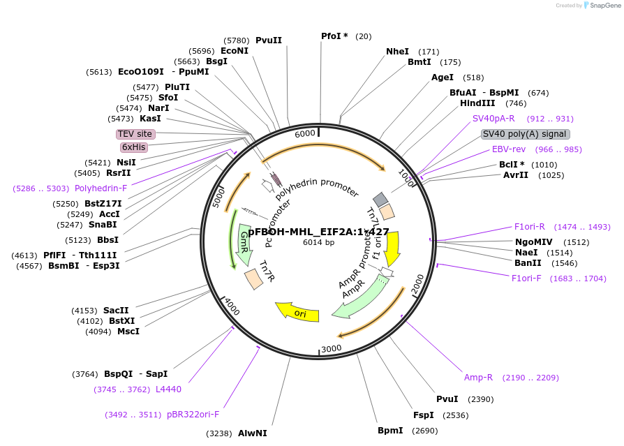 210939-plasmid-map-sequence-id-426246