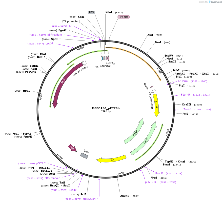 215410-plasmid-map-sequence-id-426248