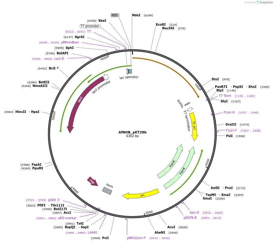 215401-plasmid-map-sequence-id-426250