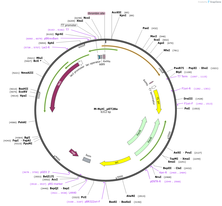 215409-plasmid-map-sequence-id-426253