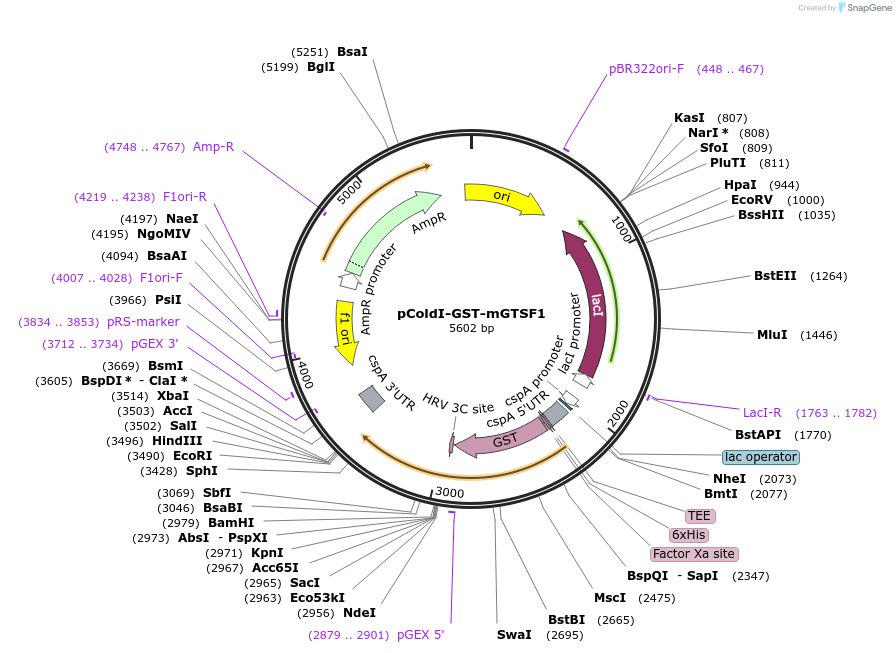 214671-plasmid-map-sequence-id-426257