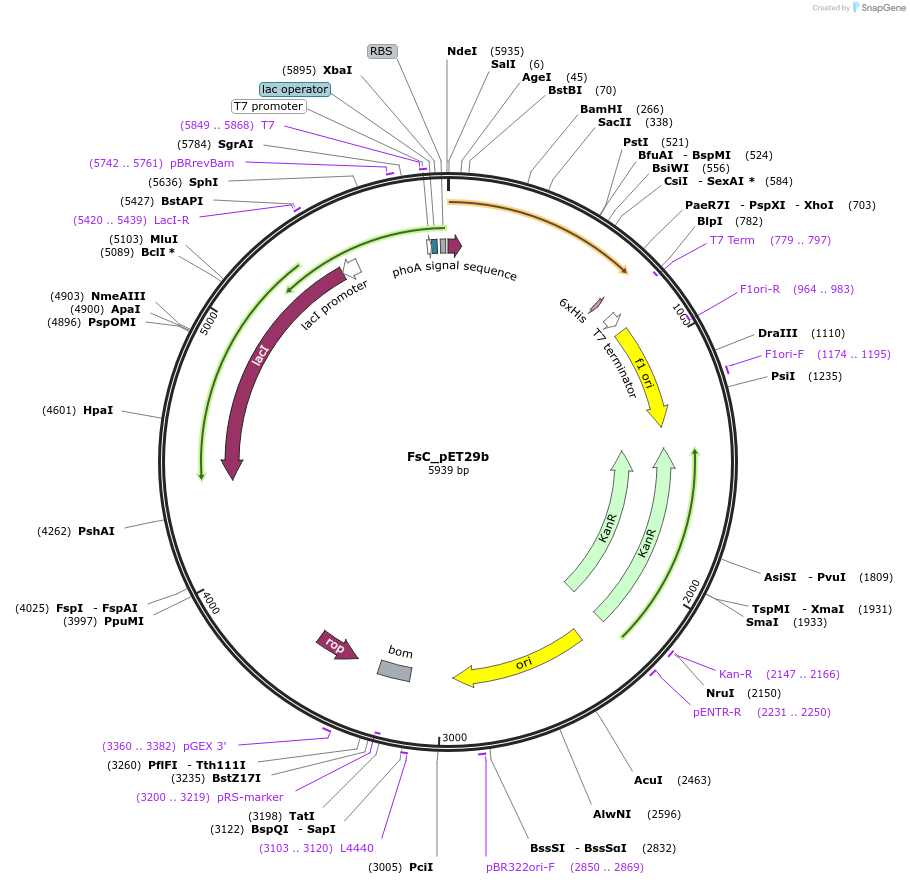 215405-plasmid-map-sequence-id-426258