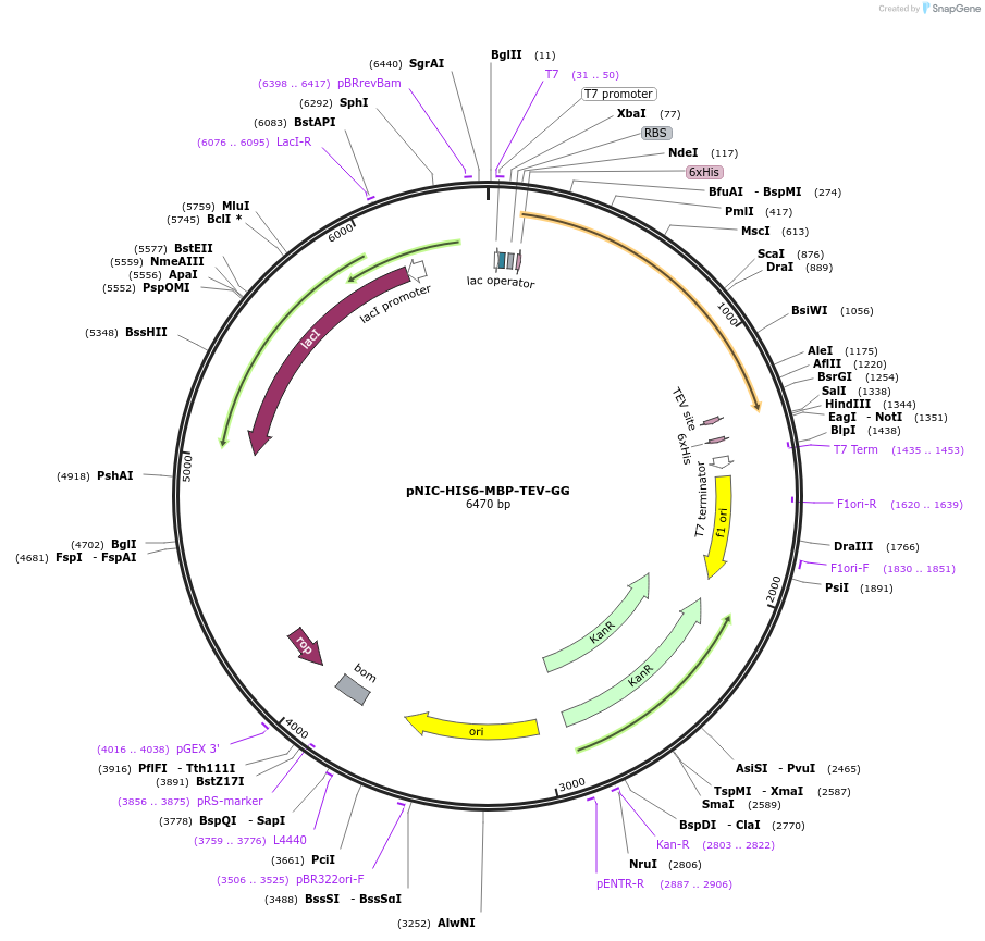 215800-plasmid-map-sequence-id-426304
