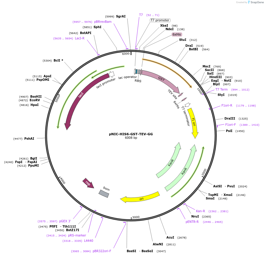 215801-plasmid-map-sequence-id-426305