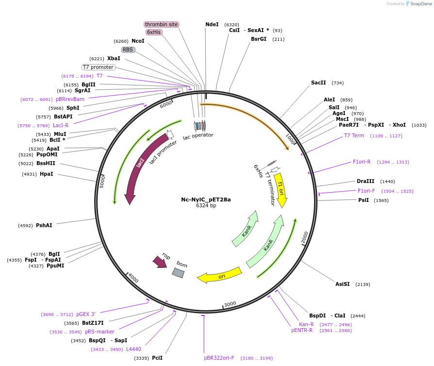 215412-plasmid-map-sequence-id-426312