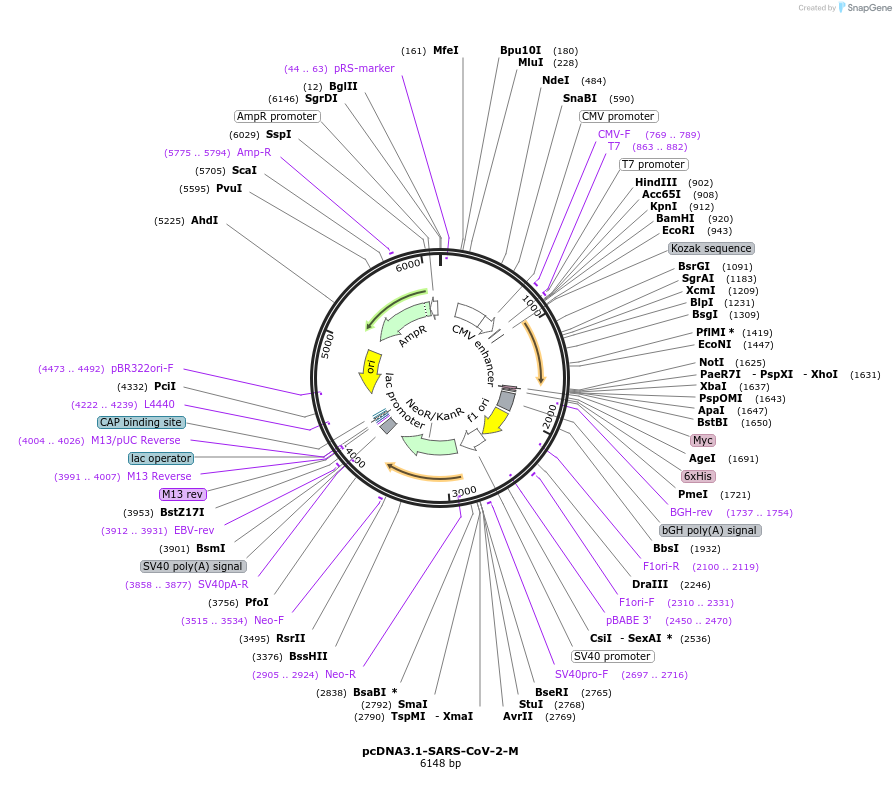 215813-plasmid-map-sequence-id-426317