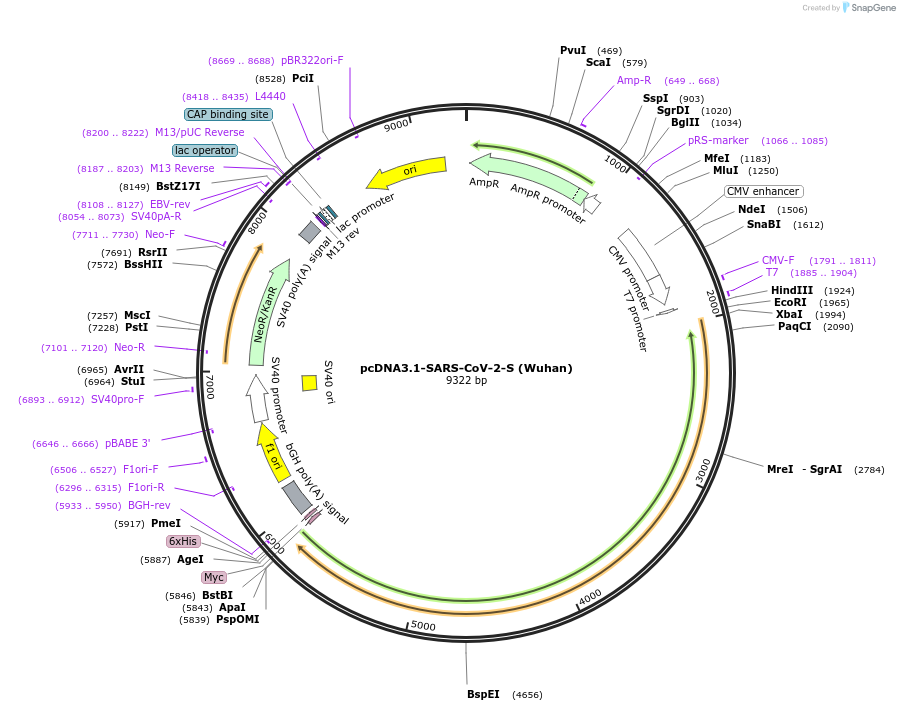 215812-plasmid-map-sequence-id-426318