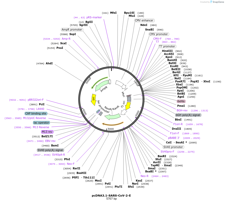 215814-plasmid-map-sequence-id-426319