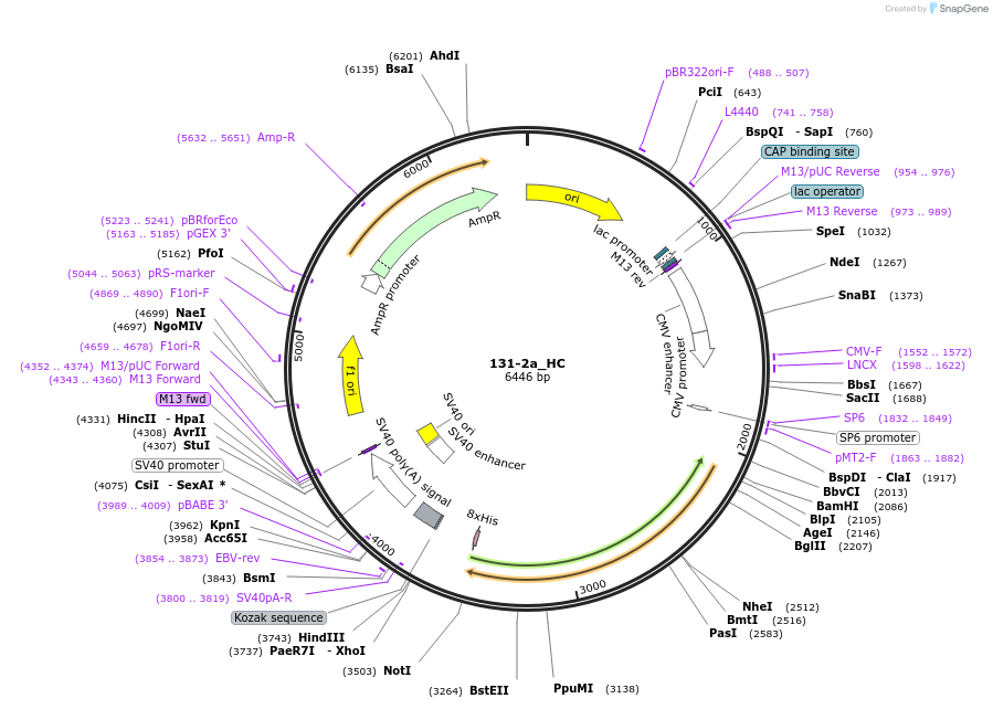 214965-plasmid-map-sequence-id-426321