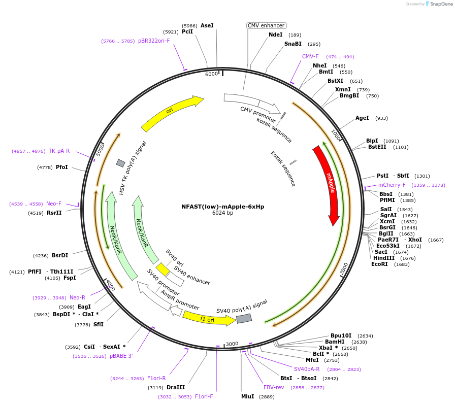 214412-plasmid-map-sequence-id-426326