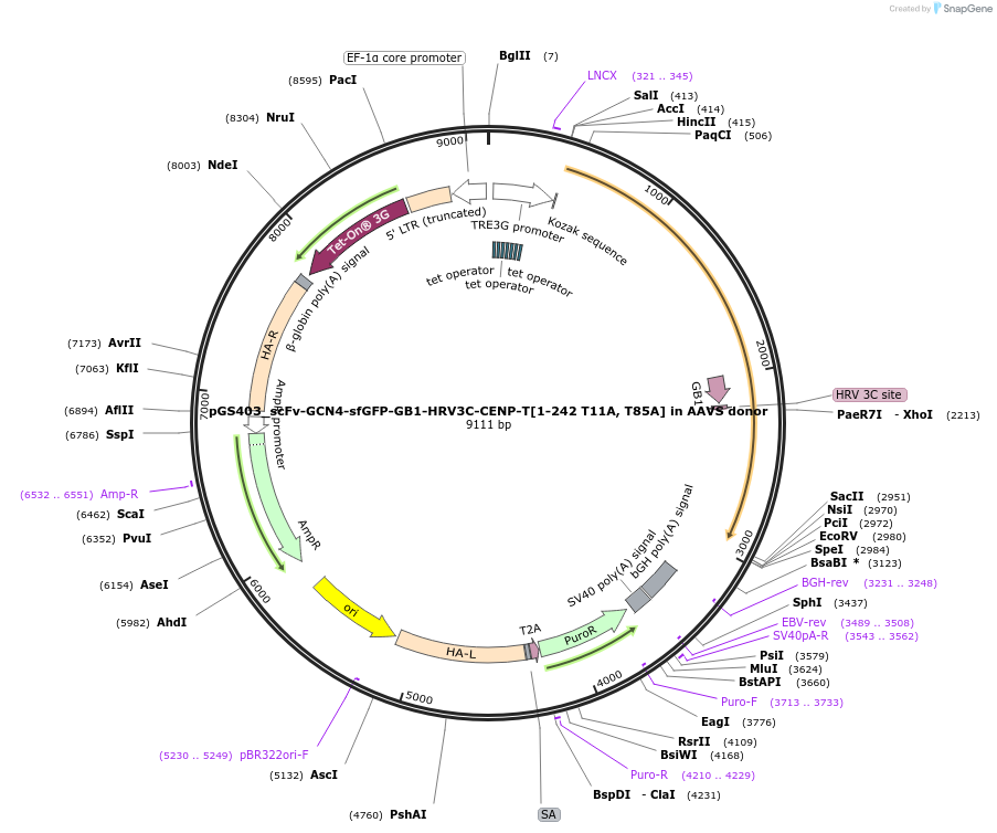 211888-plasmid-map-sequence-id-426334