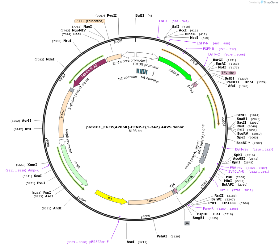 211867-plasmid-map-sequence-id-426336