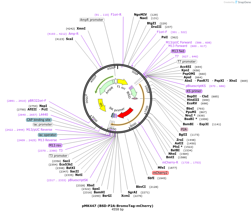 214377-plasmid-map-sequence-id-426340