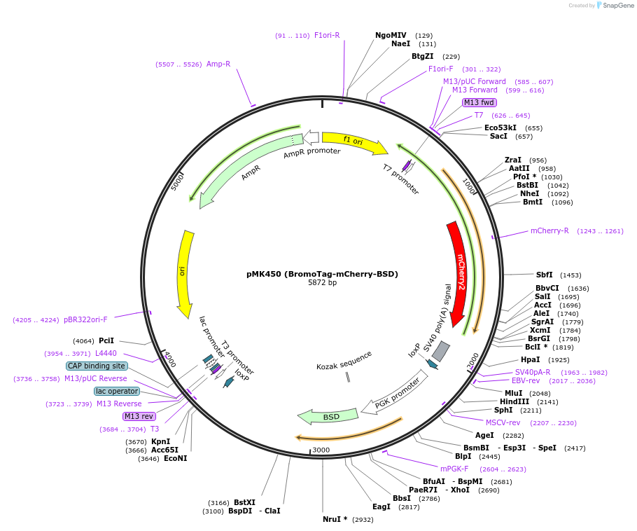 214380-plasmid-map-sequence-id-426343