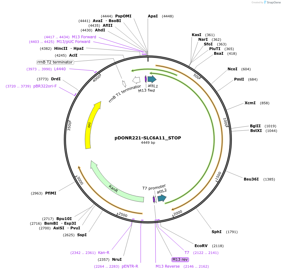 161325-plasmid-map-sequence-id-426344