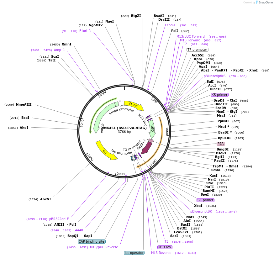 214381-plasmid-map-sequence-id-426345