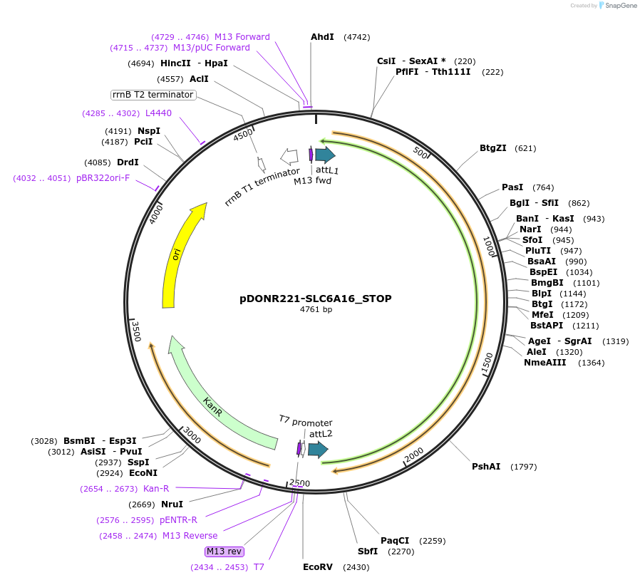 161361-plasmid-map-sequence-id-426346