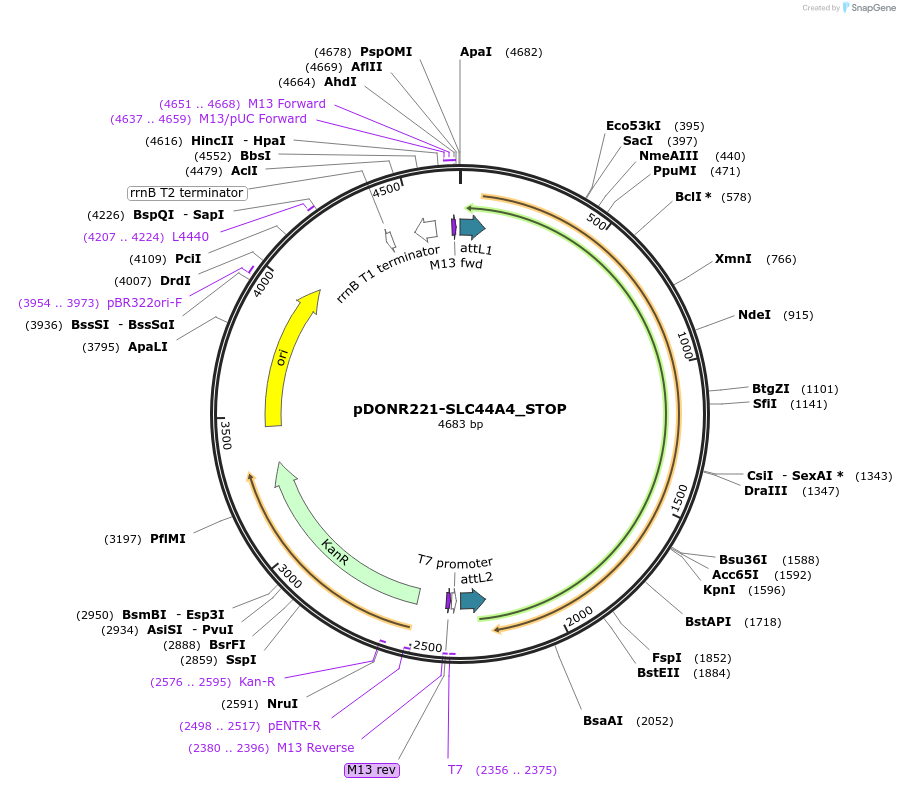161404-plasmid-map-sequence-id-426347