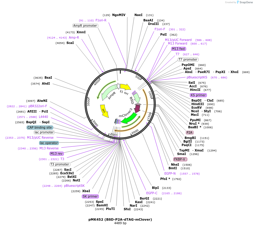 214382-plasmid-map-sequence-id-426348