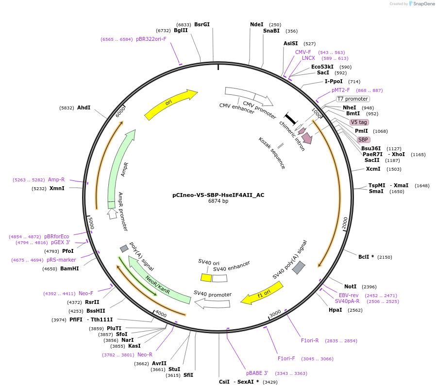 148439-plasmid-map-sequence-id-426350
