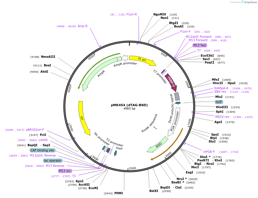 214384-plasmid-map-sequence-id-426357