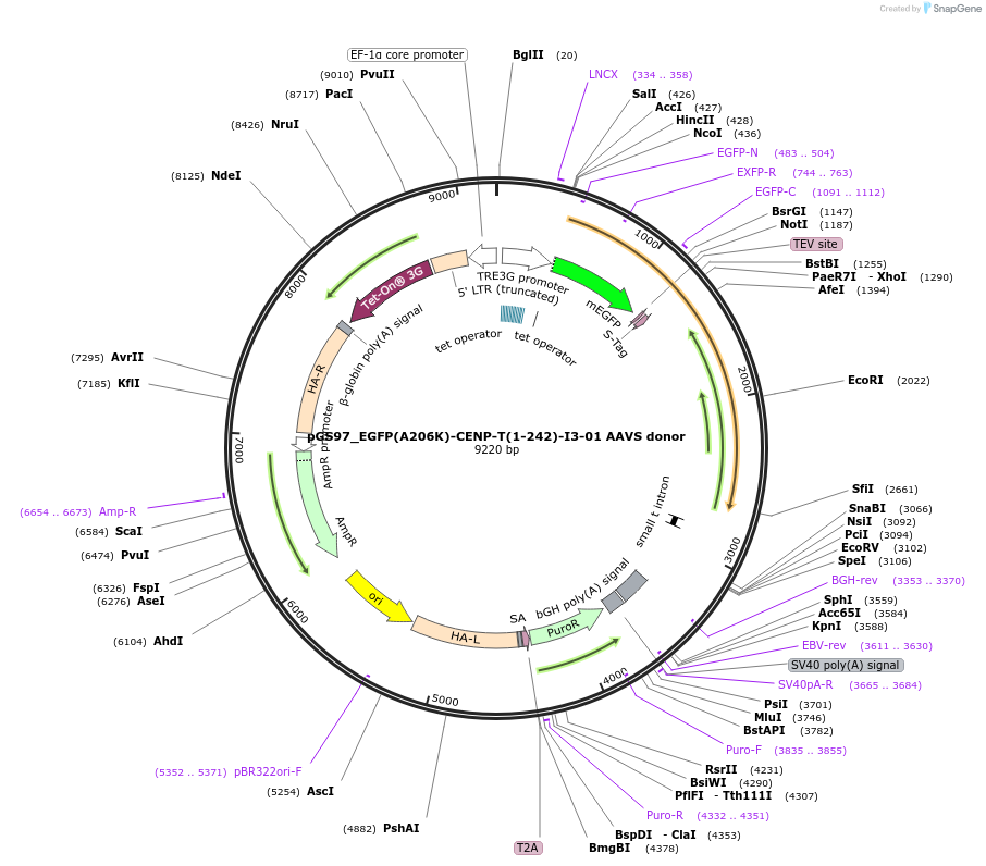 211866-plasmid-map-sequence-id-426366