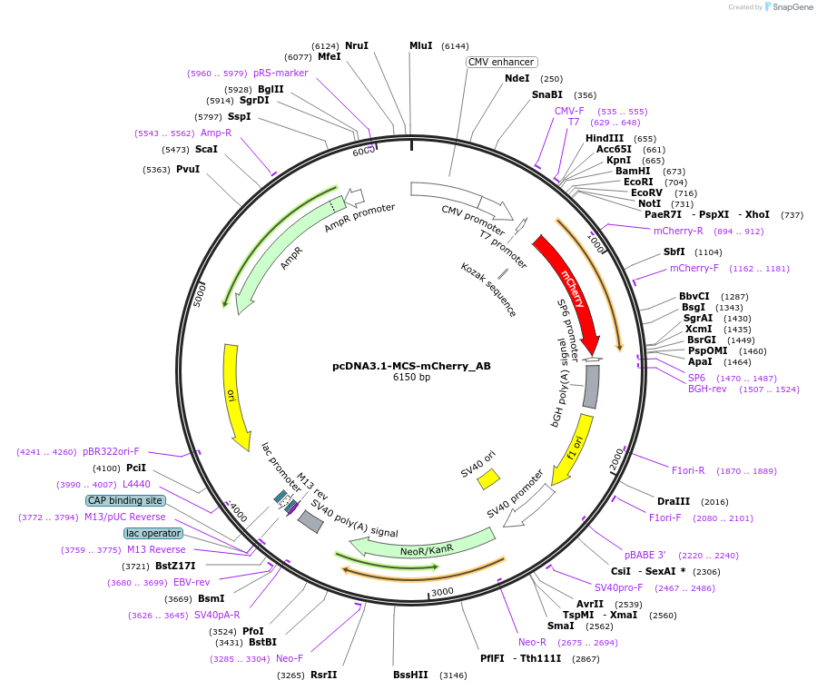 148305-plasmid-map-sequence-id-426368