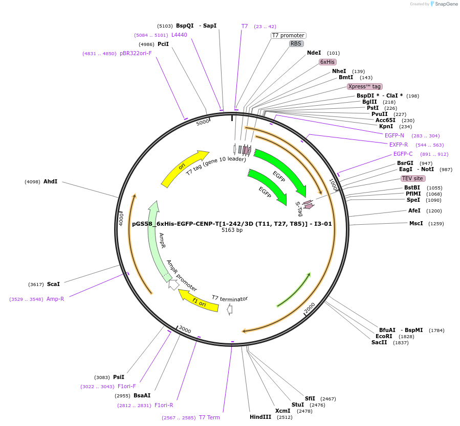 211890-plasmid-map-sequence-id-426376