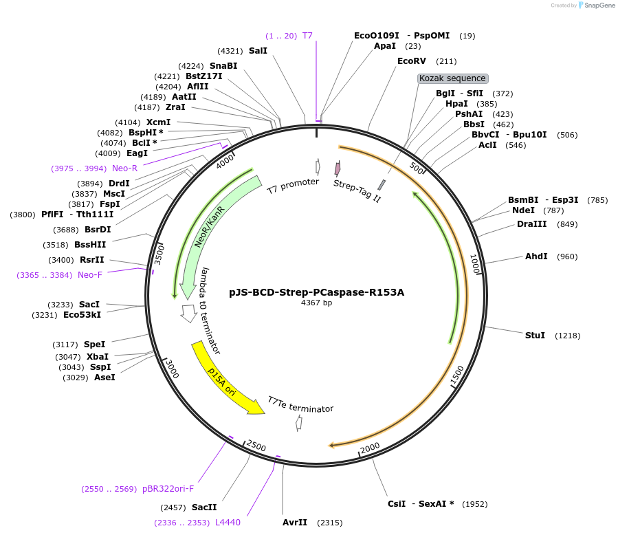 214036-plasmid-map-sequence-id-426378