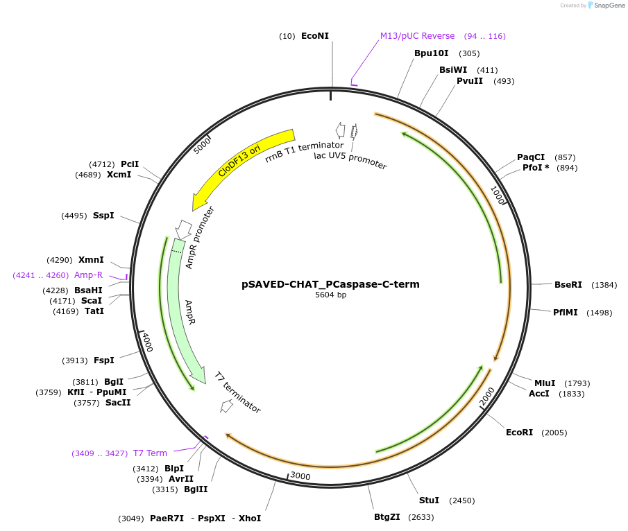 214045-plasmid-map-sequence-id-426425