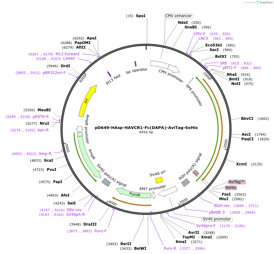 156712-plasmid-map-sequence-id-426450