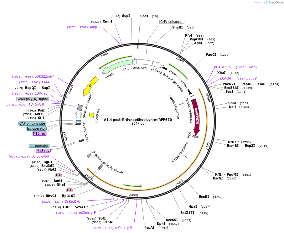 214718-plasmid-map-sequence-id-426457