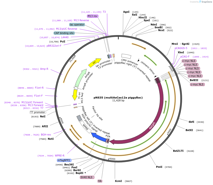 217336-plasmid-map-sequence-id-426480