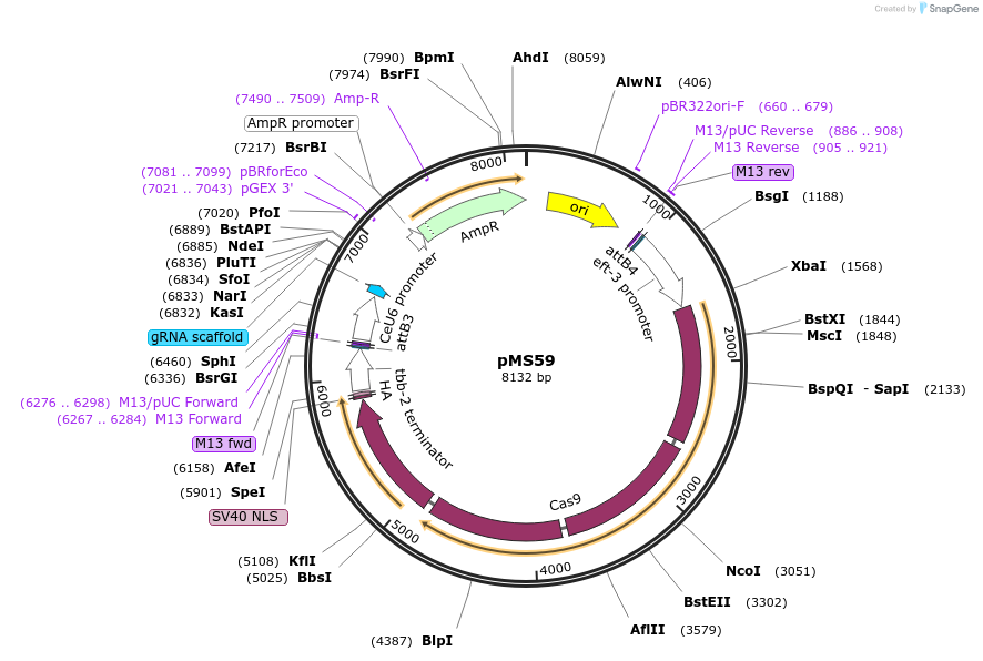 215680-plasmid-map-sequence-id-426499