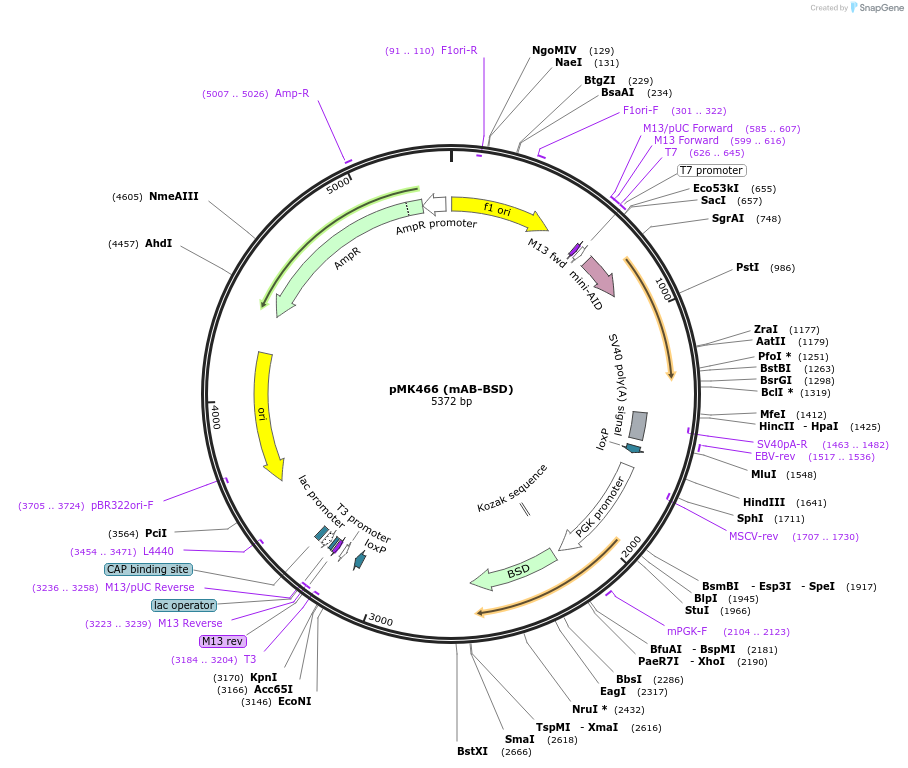 214392-plasmid-map-sequence-id-426500
