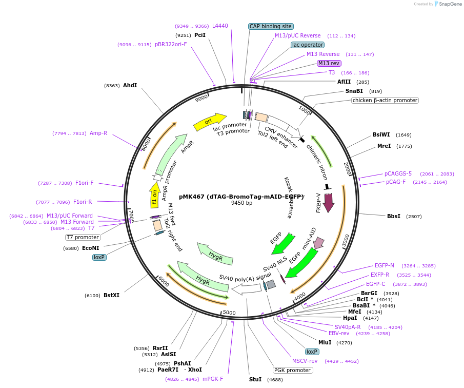 214393-plasmid-map-sequence-id-426503