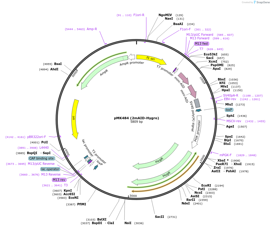 214396-plasmid-map-sequence-id-426507