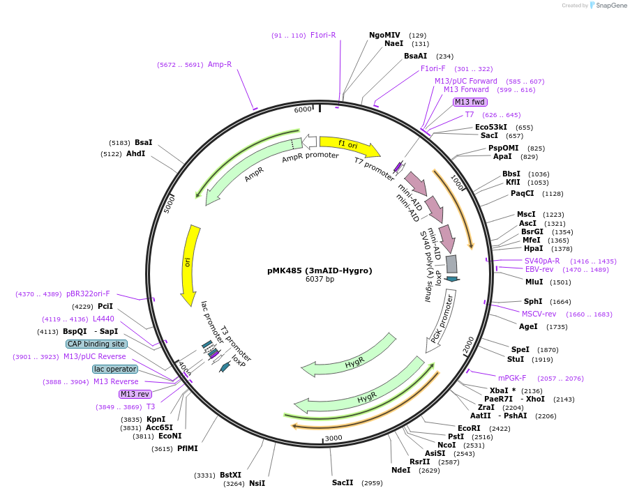 214397-plasmid-map-sequence-id-426508