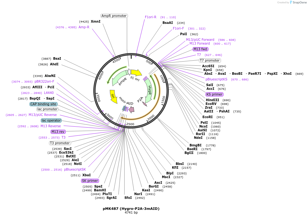 214399-plasmid-map-sequence-id-426527