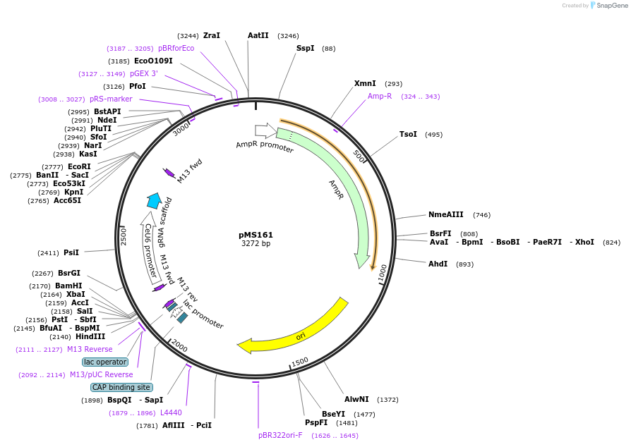 215683-plasmid-map-sequence-id-426561