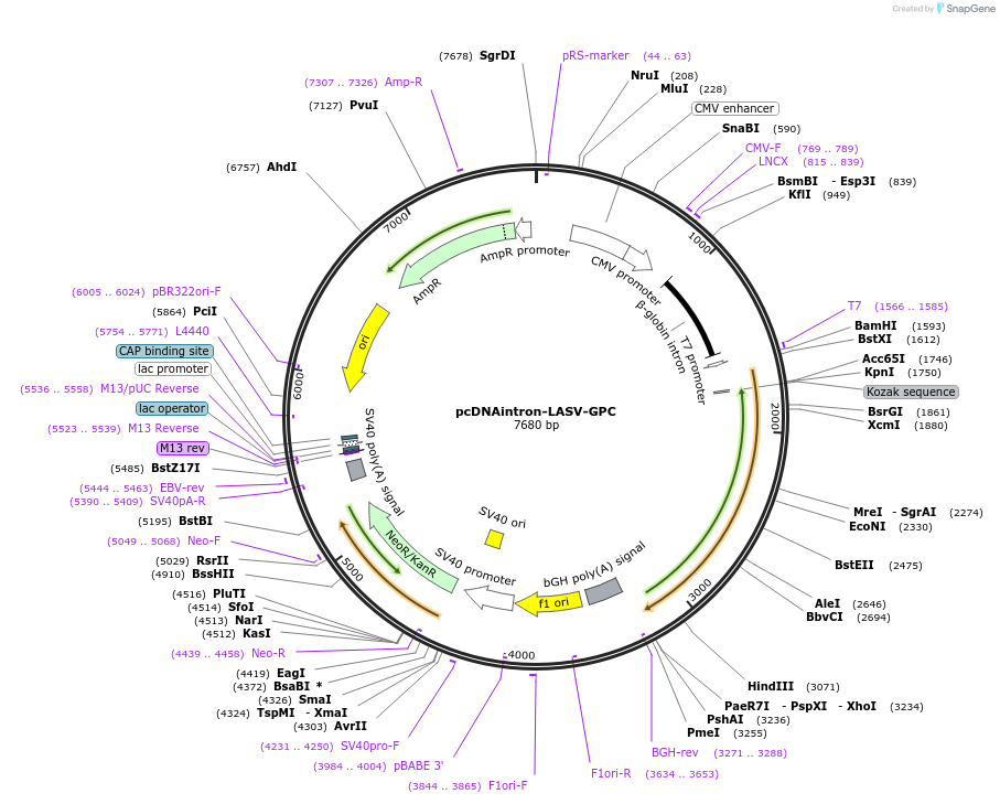 215690-plasmid-map-sequence-id-426567